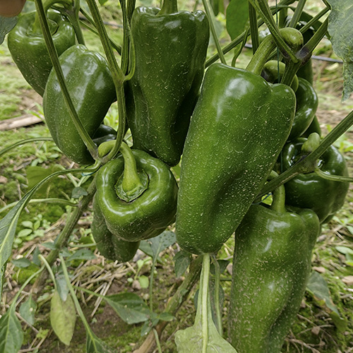 tomates-mas-semillas